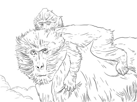 Mother And Baby Baboon Coloring Page